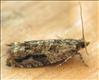 1144 (49.237) Epinotia signatana